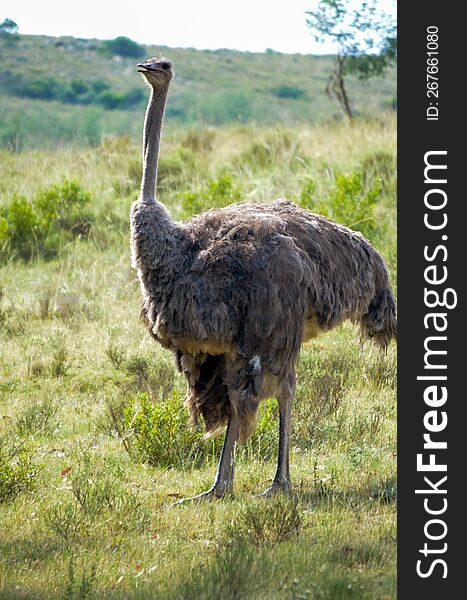 Ostrich out in the field