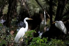 Eastern Great Egret Stock Image Eastern Great Egret Stock Image