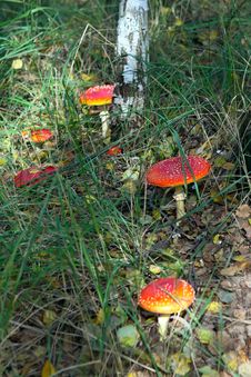 Fly Agaric Mushrooms In A Forest . Royalty Free Stock Image Fly Agaric Mushrooms In A Forest . Royalty Free Stock Image