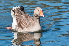 Wild Goose Royalty Free Stock Image