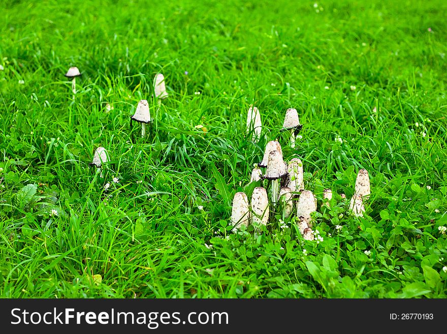 Fungus grow on a green glade