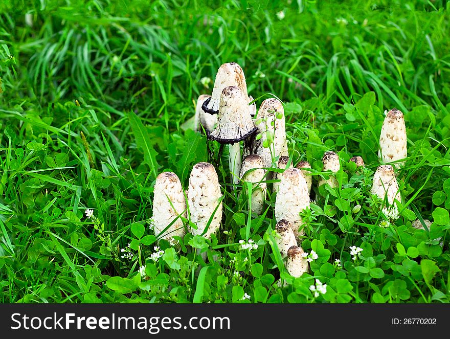 Mushrooms grow on green glade. Mushrooms grow on green glade