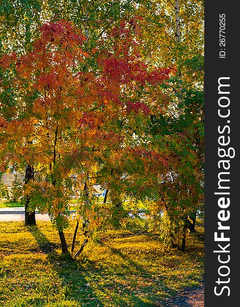 Trees Reddened In Autumn