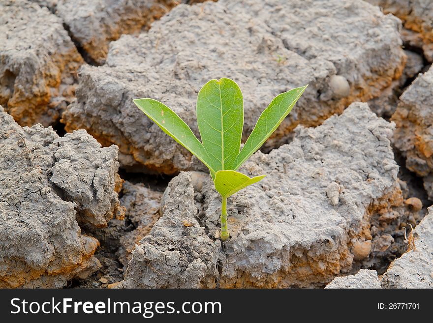 Plant alive in cracked earth. Plant alive in cracked earth.