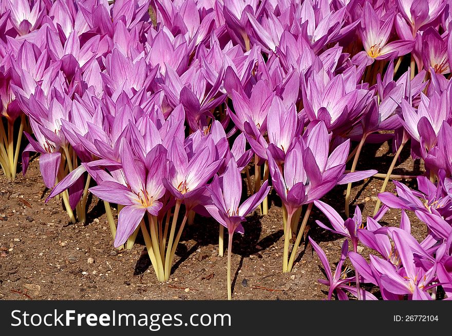 The amount of pinkish purple crocus flowers in the fall. The amount of pinkish purple crocus flowers in the fall.