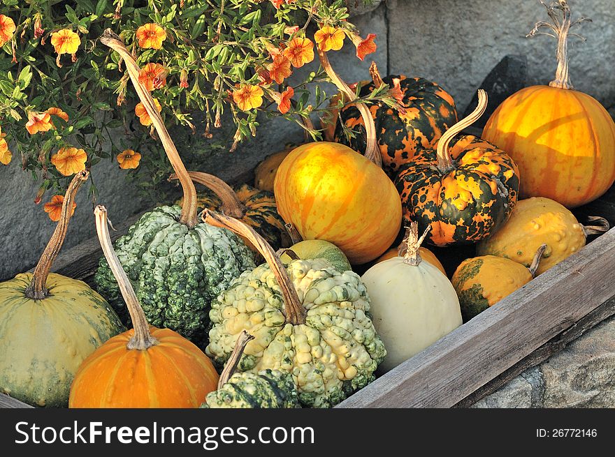 Pumpkins and orange flower