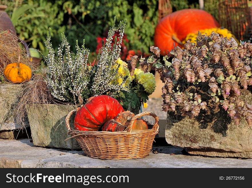 Autumn flowers in a stone trough and pumpkins in a basket. Autumn flowers in a stone trough and pumpkins in a basket.