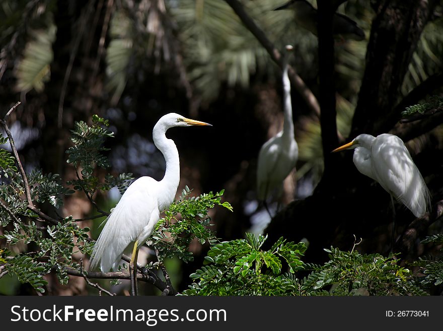 Eastern Great Egret birds on the tree branches