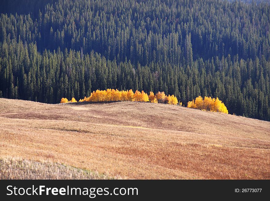 Row of colorful autumn trees in Yellowstone. Row of colorful autumn trees in Yellowstone