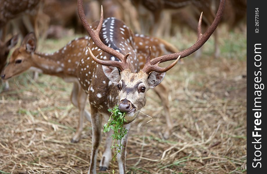 Spotted deer mostly found in India. Spotted deer mostly found in India