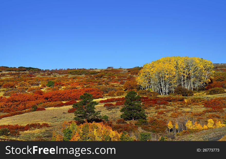 Autumn Scene In Colorado