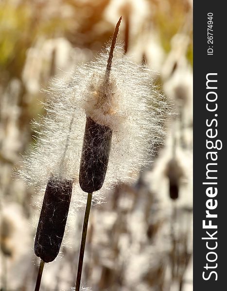 Dry cattails in the sunlight. Dry cattails in the sunlight.