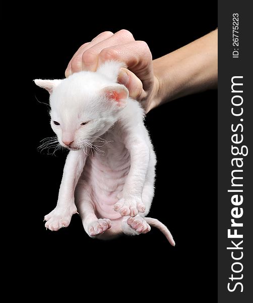 A female hand holding a little white Cornish Rex kitten by scruff of its neck against a black background. A female hand holding a little white Cornish Rex kitten by scruff of its neck against a black background