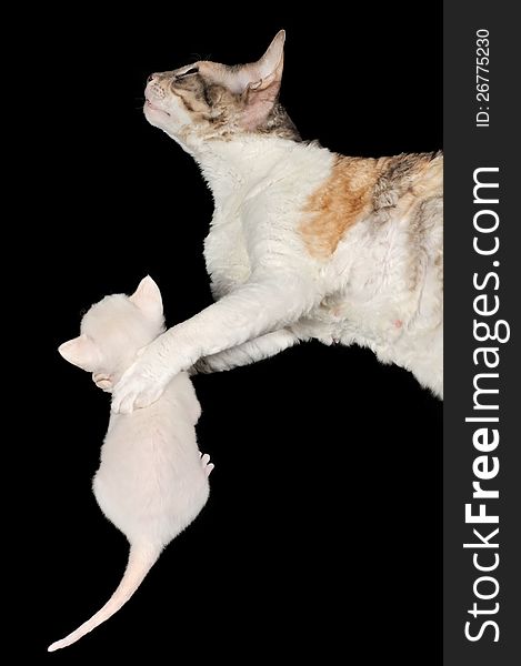 A calico Cornish Rex mother cat lying on the side and hugging its little white kitten on a black background. A calico Cornish Rex mother cat lying on the side and hugging its little white kitten on a black background