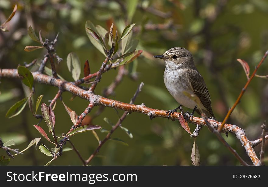 Spotted flycatcher is singing on a tree branch