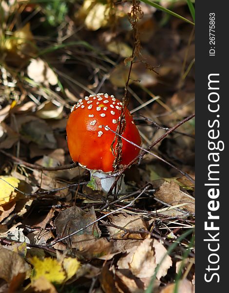 Fly agaric mushroom in a forest . Toadstool (amanita muscaria)