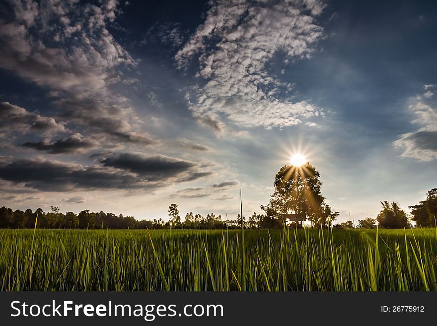 Sunset on the tree; Thailand farm