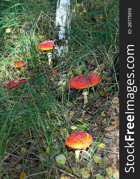 Fly agaric mushrooms in a forest . Toadstool. amanita muscaria