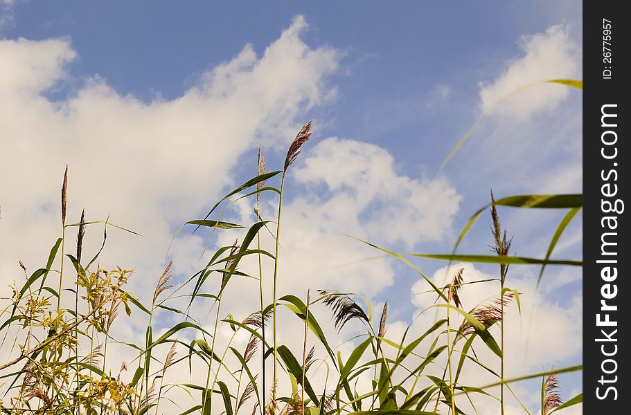 Reed against the sky. Reed against the sky.