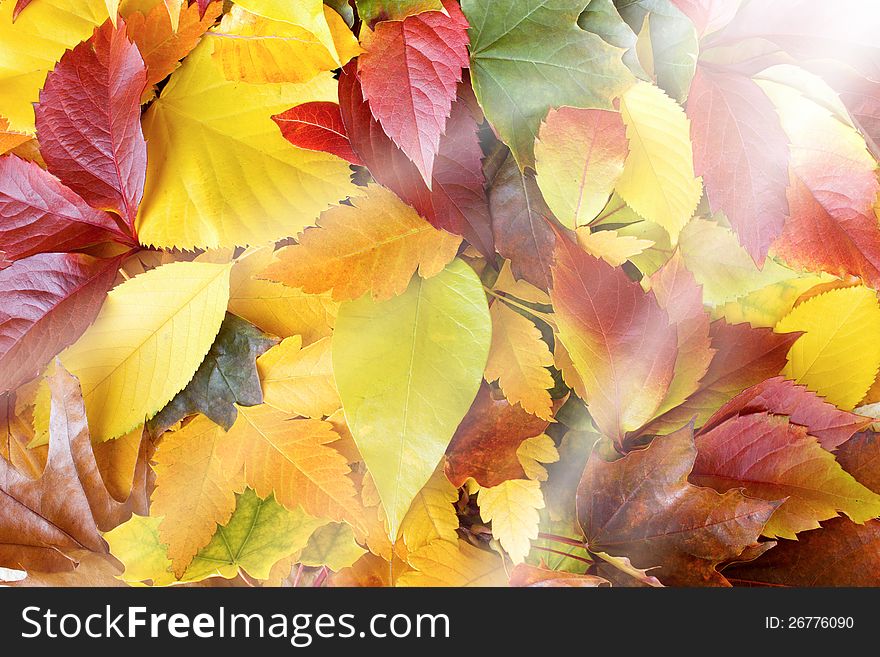 Colorful autumn leaves and sun beams