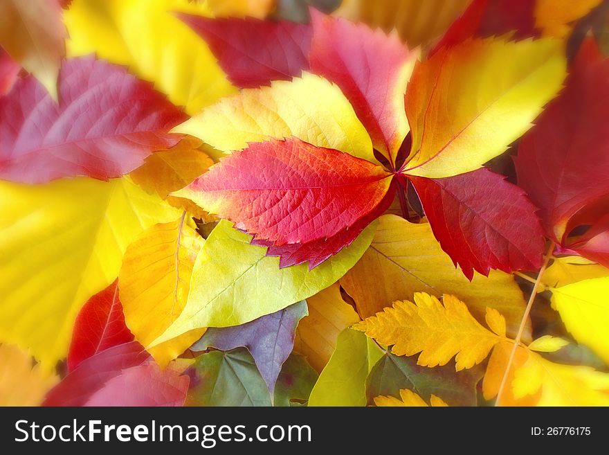 Colorful autumn leaves on the ground. Colorful autumn leaves on the ground