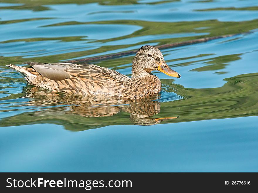 Mallard female in water, anas platyrhynchos, anatidae. Mallard female in water, anas platyrhynchos, anatidae