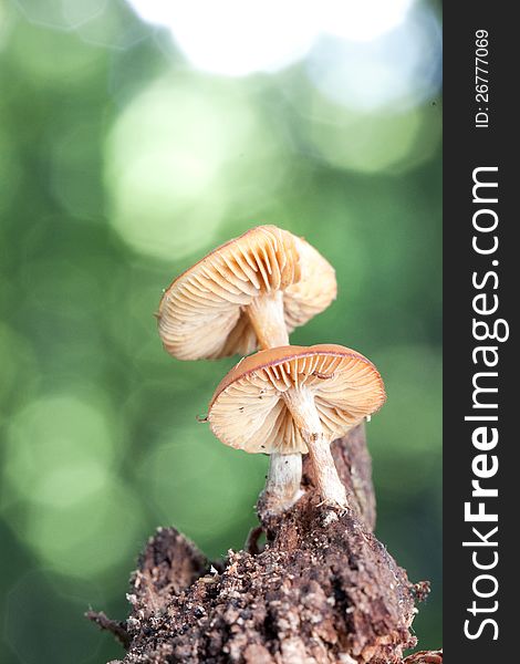 Mushroom galerina over green background