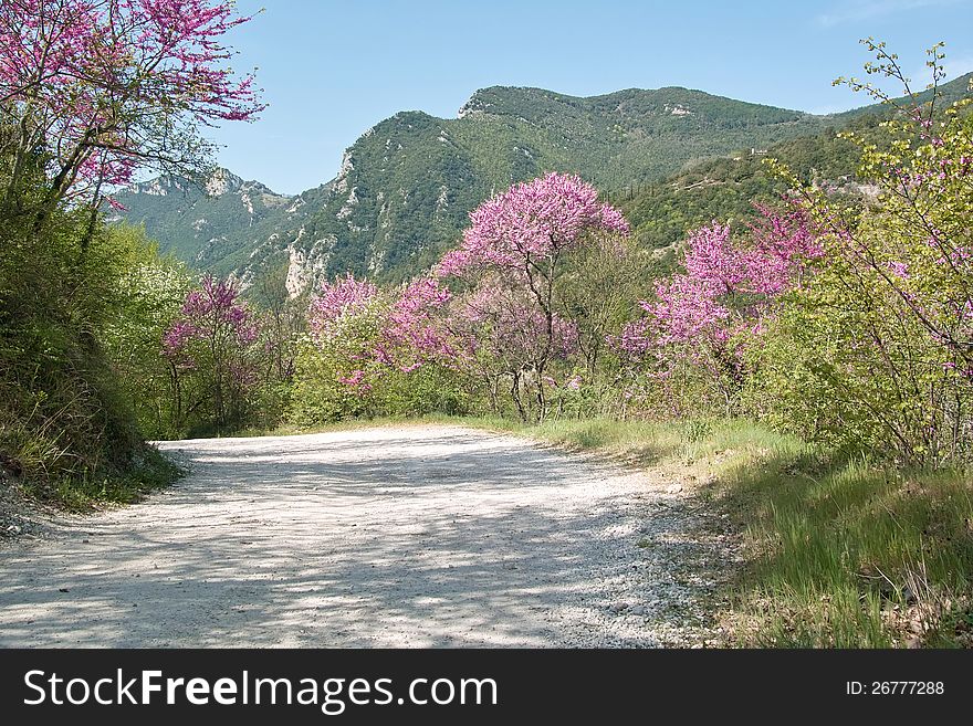 Spring, small dirt road lined with flowering trees