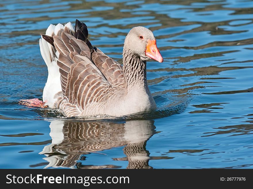 Wild goose in water, anser anser, anatidae