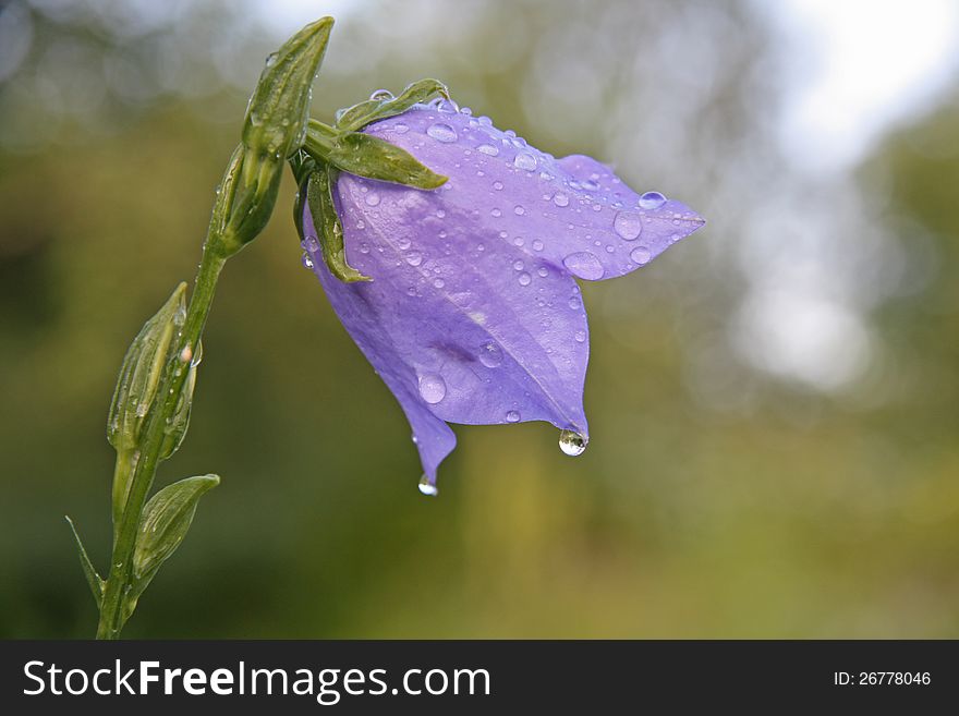 Rain drops on the petals of bluebell. Rain drops on the petals of bluebell