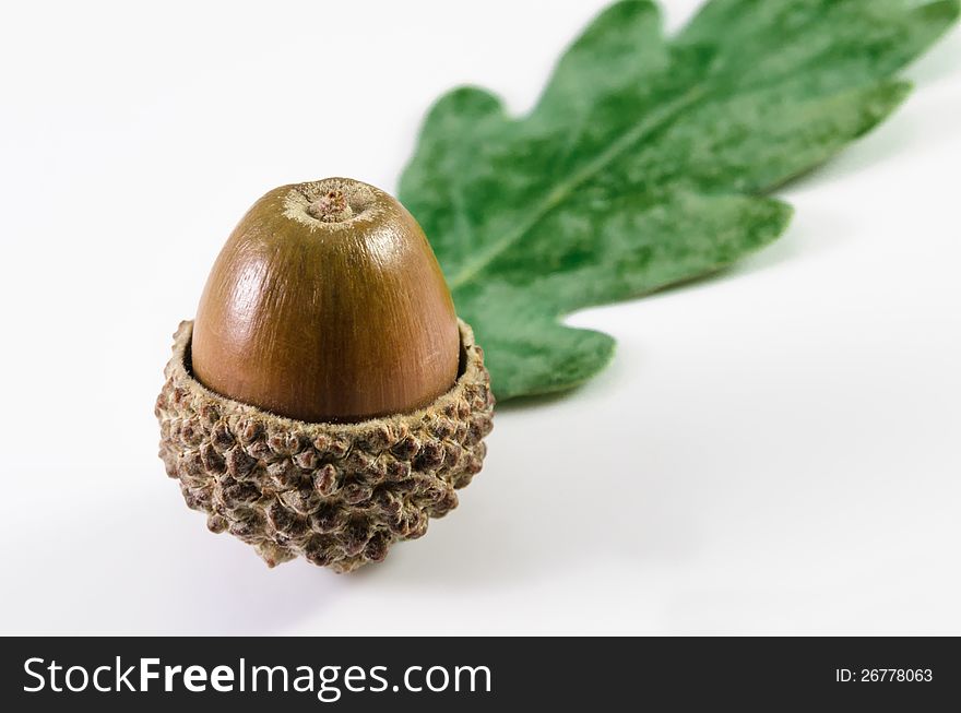 Closeup shot of an acorn and oak leaf