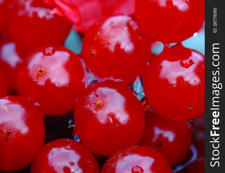 Autumn red viburnum