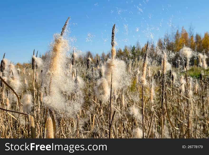 Autumn landscape. Cattails in the swamp. Autumn landscape. Cattails in the swamp.