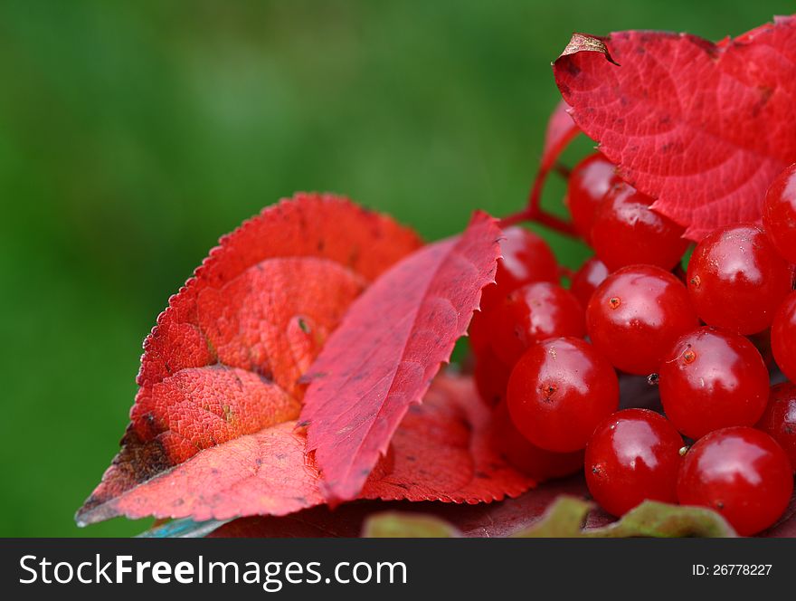 Autumn leaves and viburnum on the green background