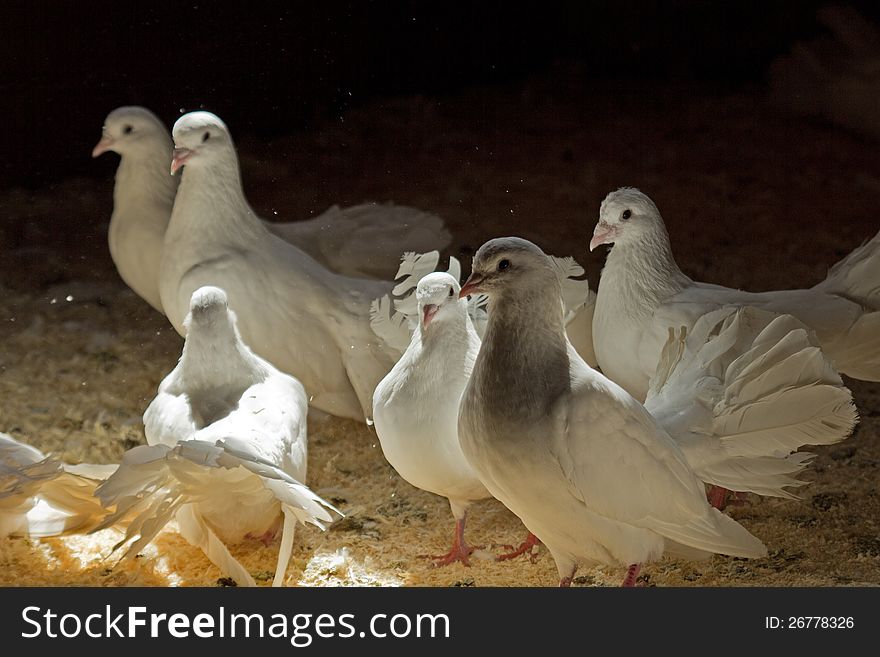 Several white pigeons in a corral