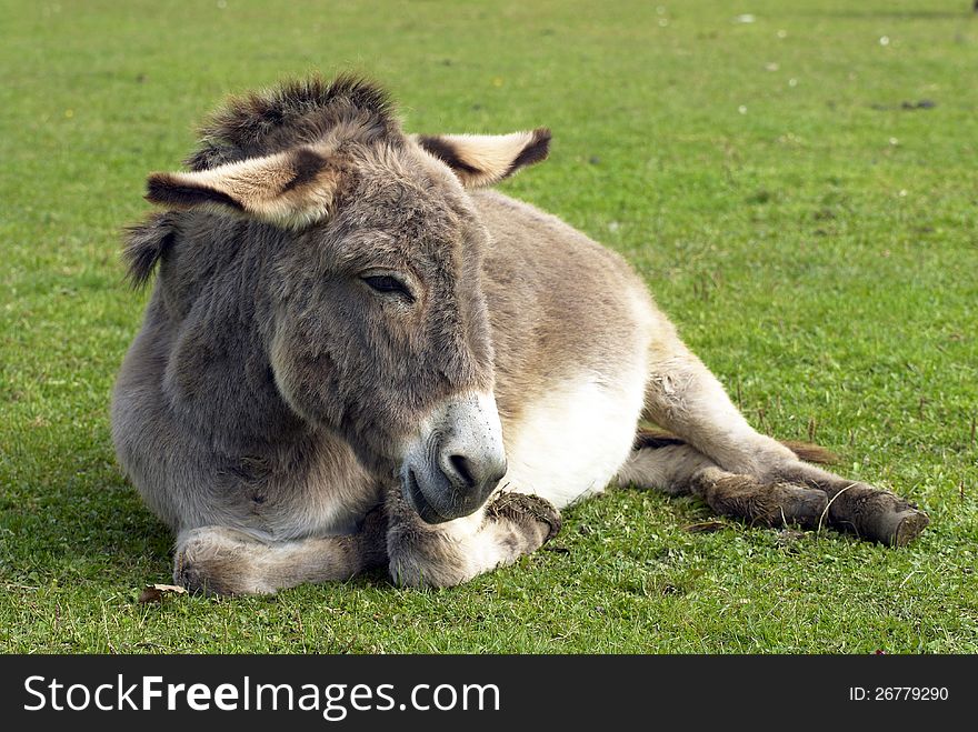 Portrait of a donkey on the farm