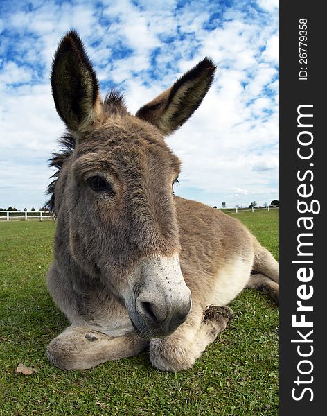 Portrait of a donkey on the farm