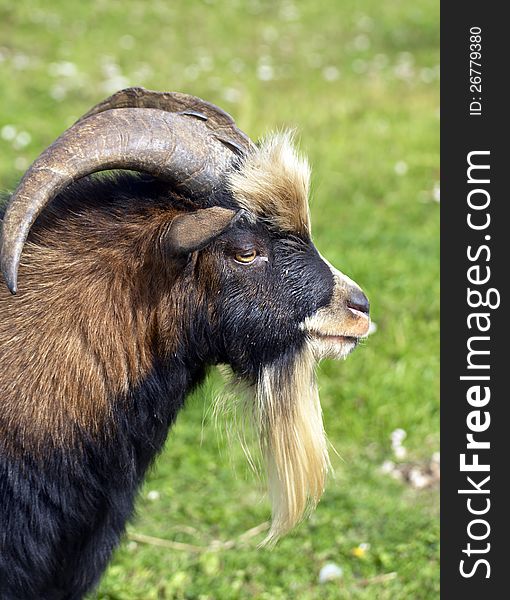 Portrait of a goat on the farm