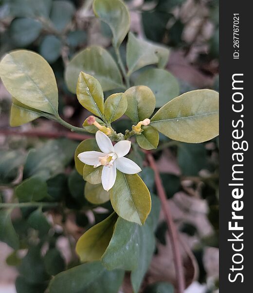 Here is a beautiful white flower with leafs