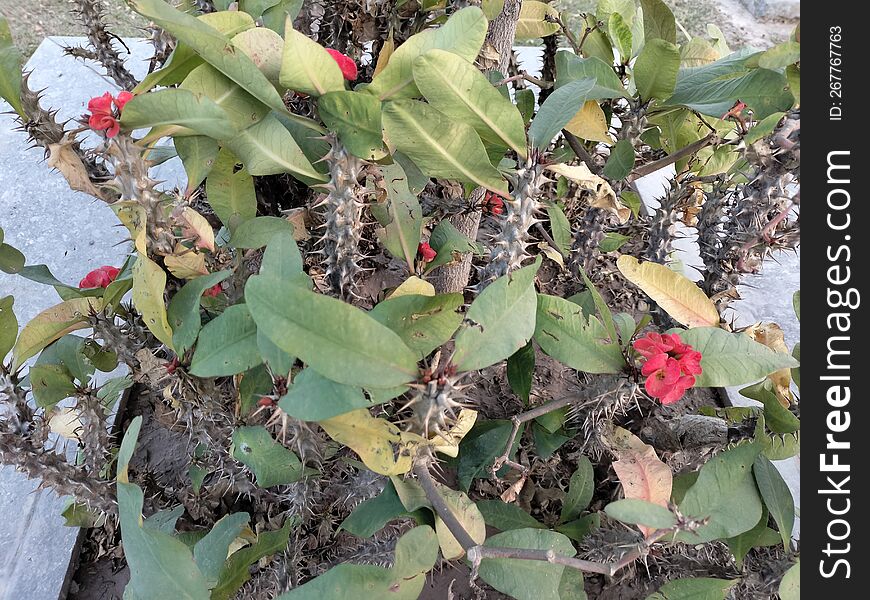 Flower  Leafs In Grassy Park