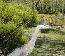 Crane In Japanese Garden Royalty Free Stock Photos Crane In Japanese Garden Royalty Free Stock Photos