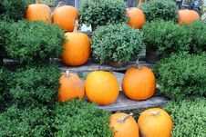 Pumpkins And Hardy Fall Mums Royalty Free Stock Photography Pumpkins And Hardy Fall Mums Royalty Free Stock Photography