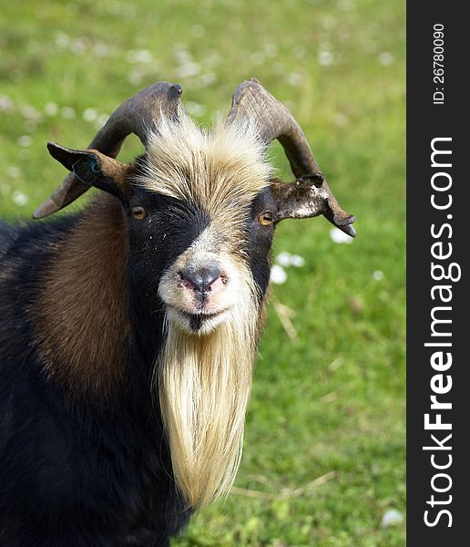 Portrait of a goat on the farm