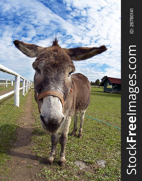 Portrait of a donkey on the farm