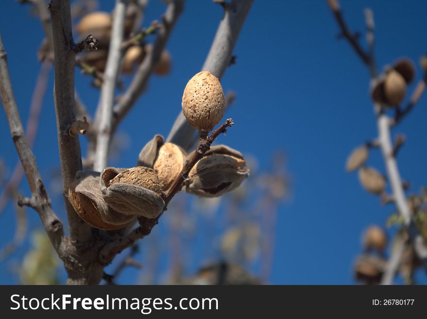 Almond fruits in the tree. Almond fruits in the tree