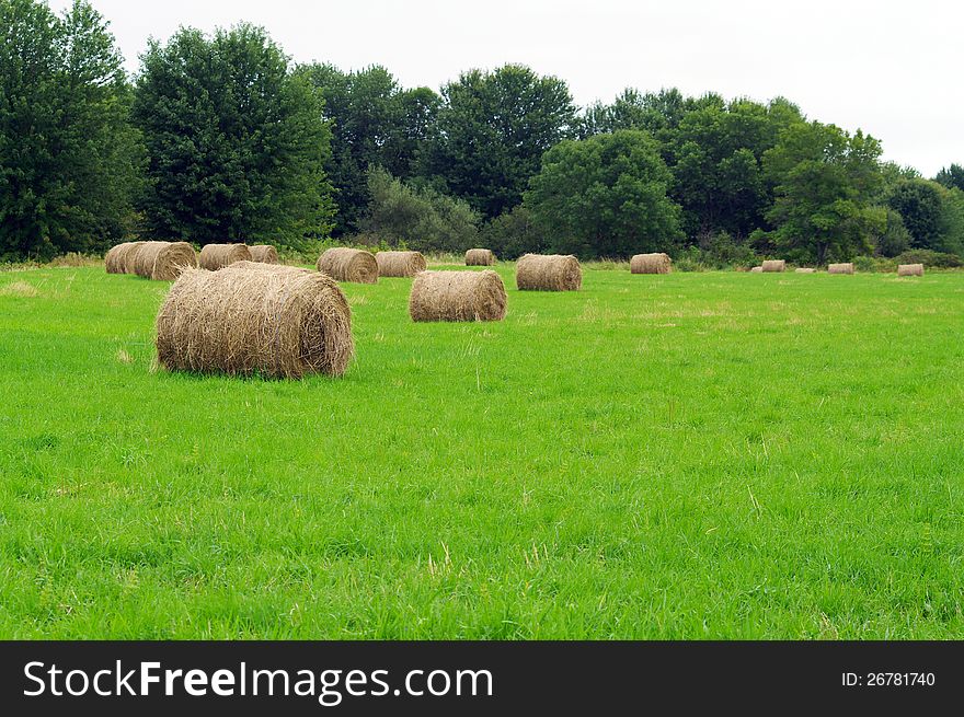 Recently baled hay in the field. Recently baled hay in the field