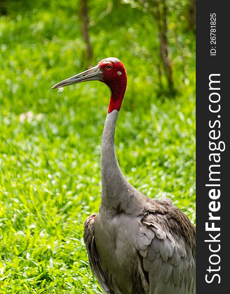 Bird Eastern Sarus Crane, Thailand