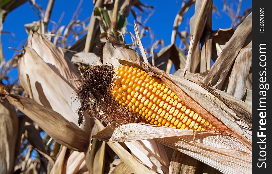 An ear of corn in a farm field ready for harvest