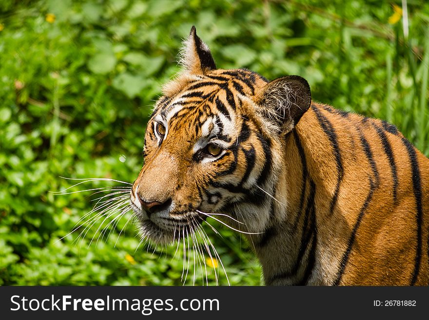 Tiger in the forest, Thailand