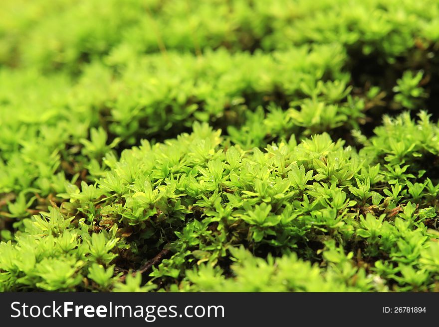 Closeup of green moss in the forest